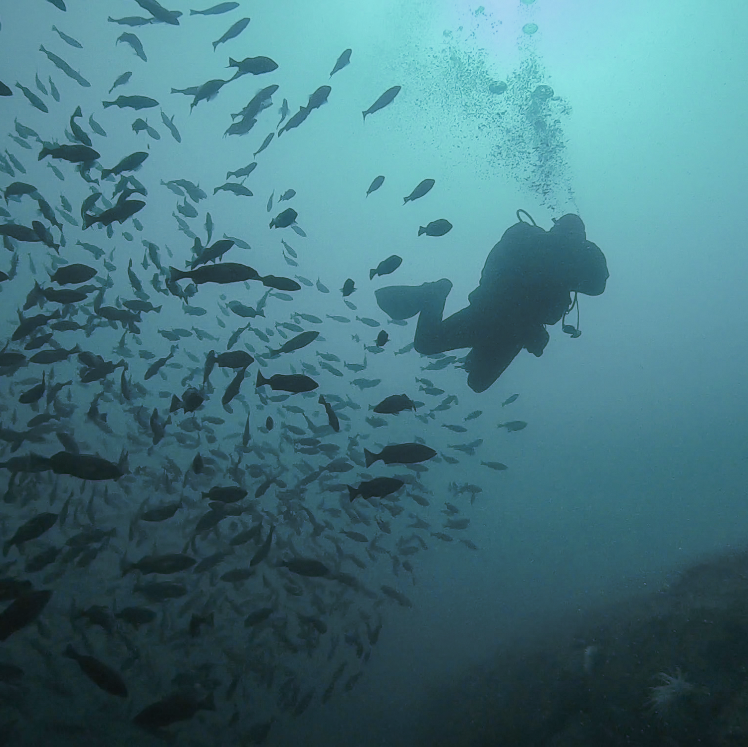 A scuba diver in British Columbia in a big school of rockfish. 