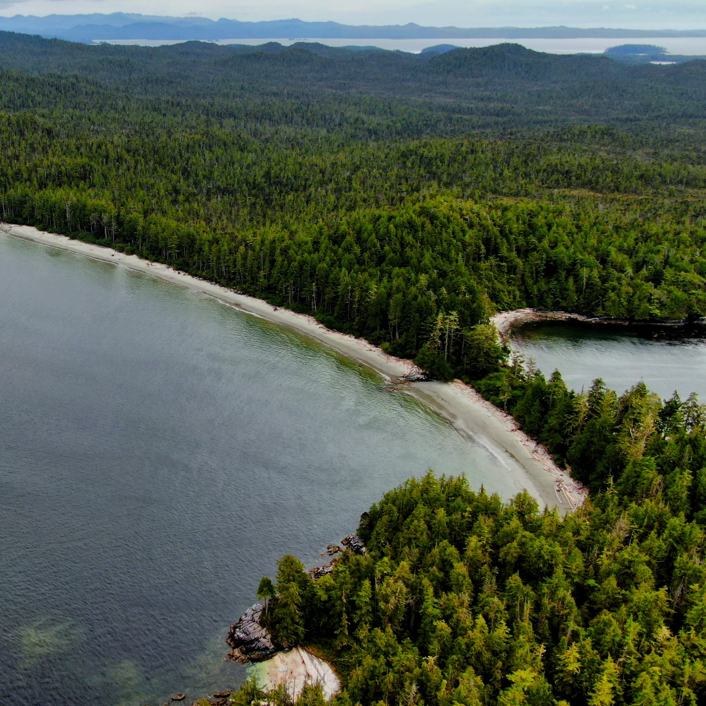 Aerial view of a forested coastline next to the ocean in British Columbia, Canada